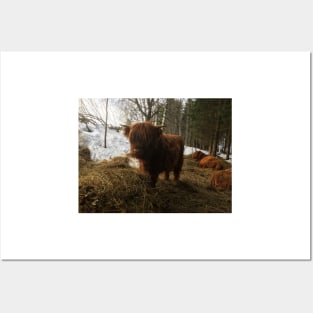 Scottish Highland Cattle Calf 1923 Posters and Art